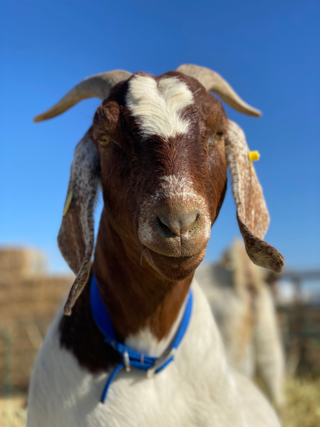 The History Of Goats In The United States