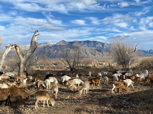 Targeted Goat Grazing